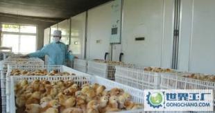 江蘇省濱海縣九公里華龍總雞苗門市部 一站式優質雞苗批發，助力農副產業發展